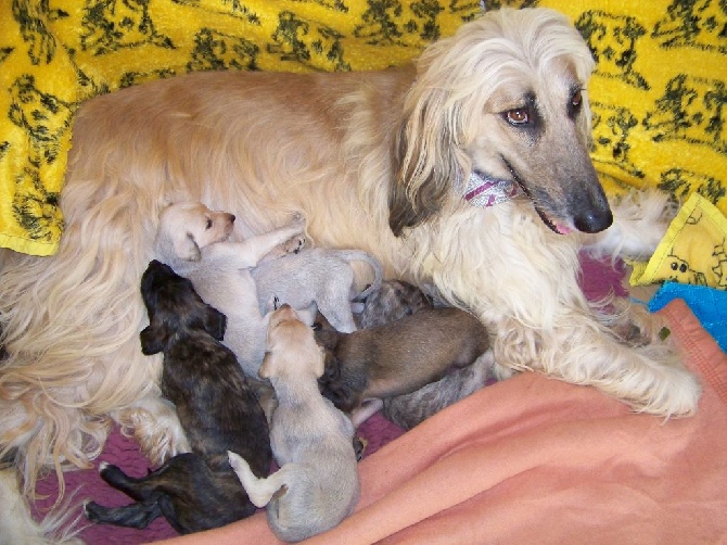 de la chenaie du levant - RESERVATION DE CHIOTS PREVISION DE PORTEE 