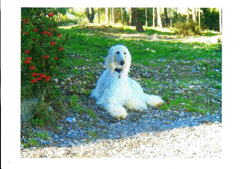 Tazi de la chenaie du levant