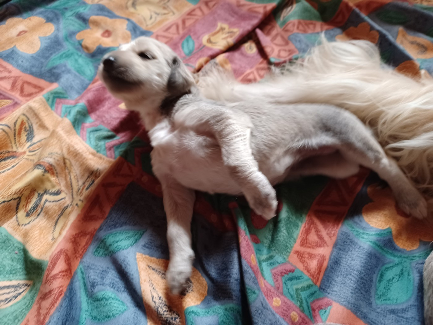 de la chenaie du levant - Chiots disponibles - Levrier afghan