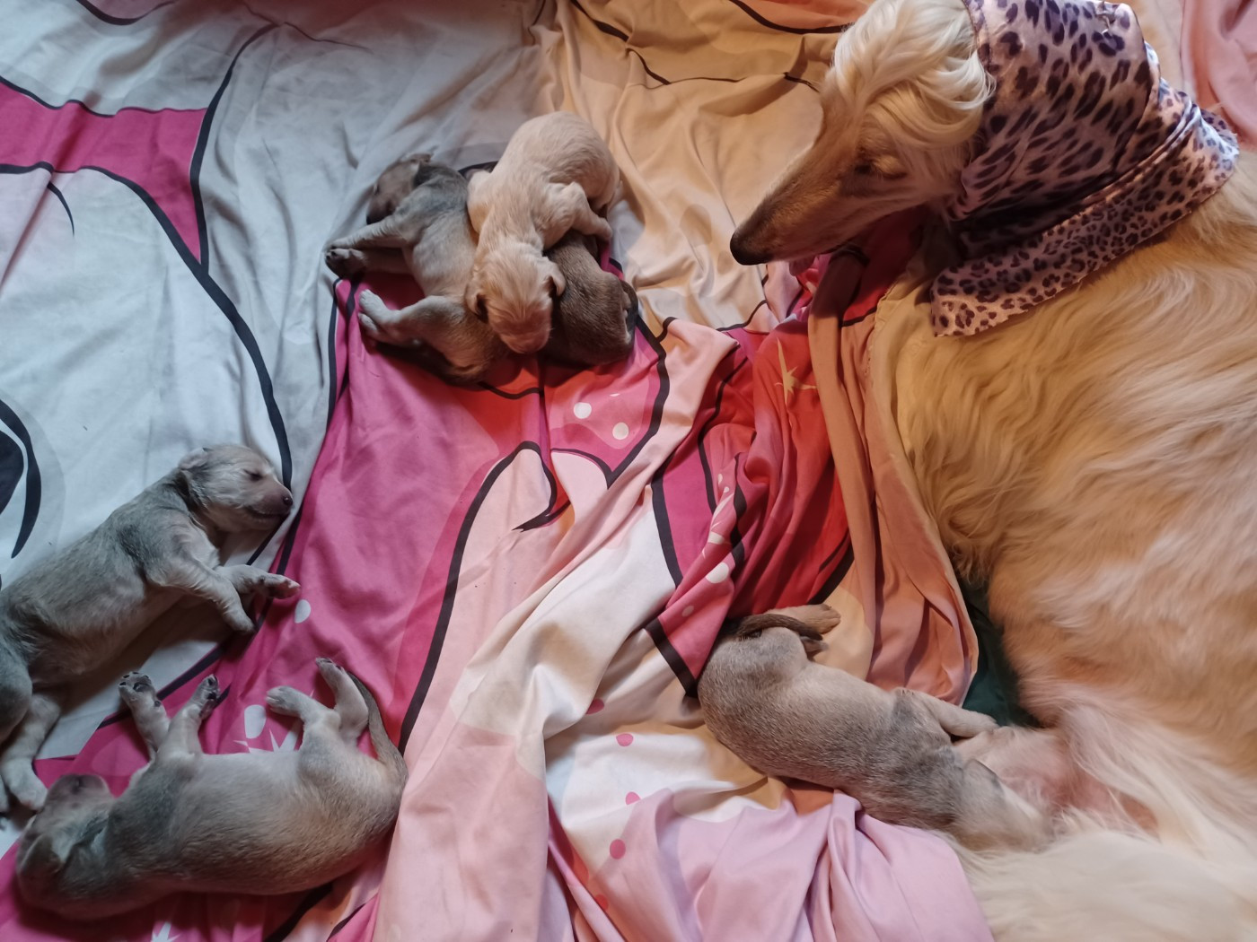 de la chenaie du levant - Chiots disponibles - Levrier afghan
