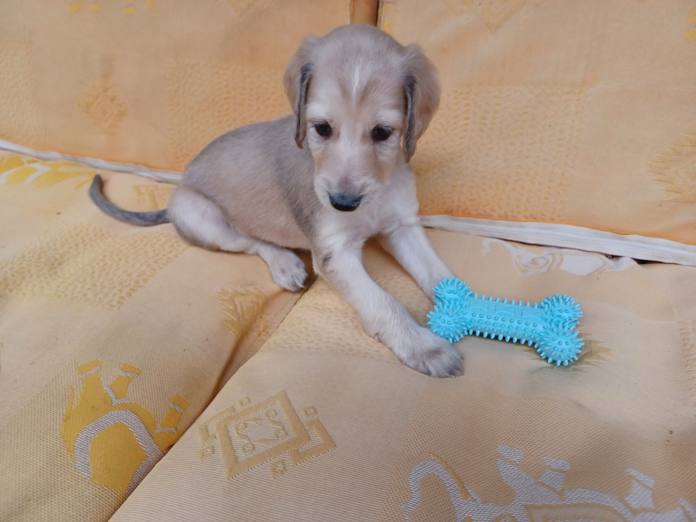 de la chenaie du levant - Chiots disponibles - Levrier afghan