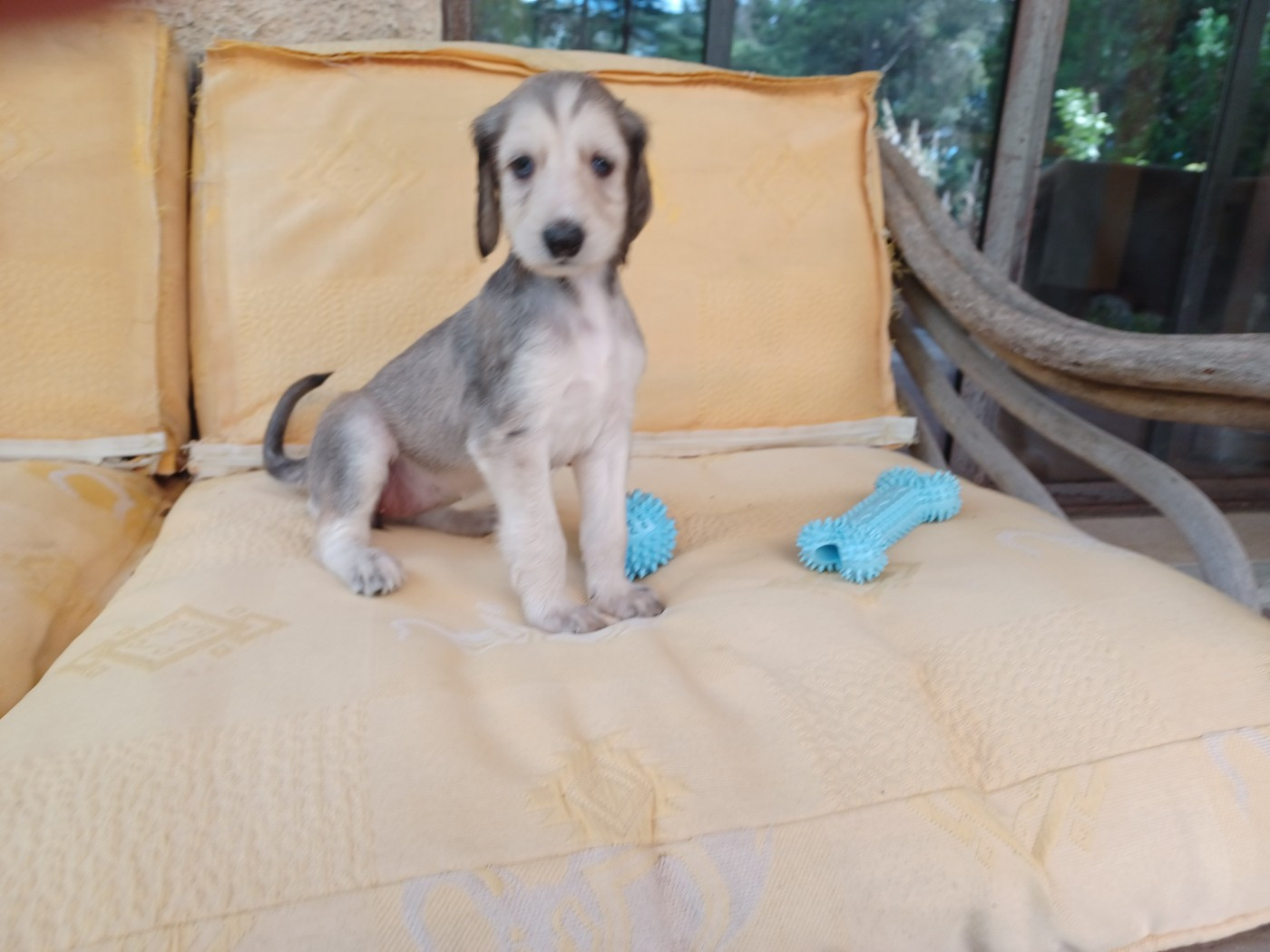 de la chenaie du levant - Chiots disponibles - Levrier afghan