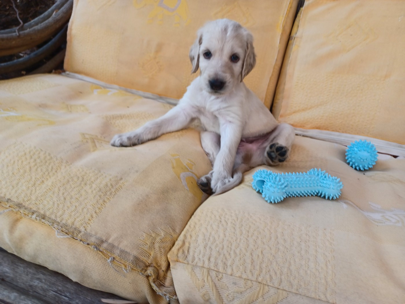 de la chenaie du levant - Chiots disponibles - Levrier afghan