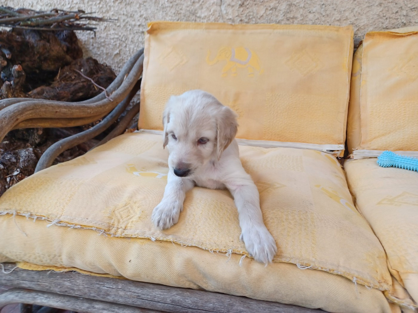 de la chenaie du levant - Chiots disponibles - Levrier afghan
