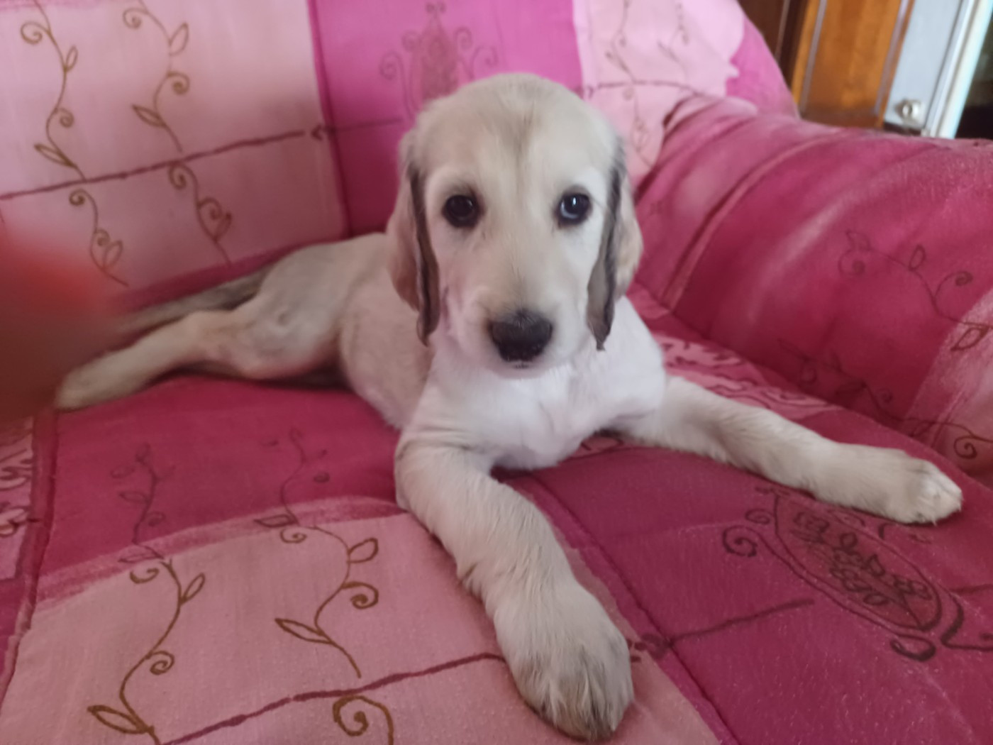 de la chenaie du levant - Chiots disponibles - Levrier afghan