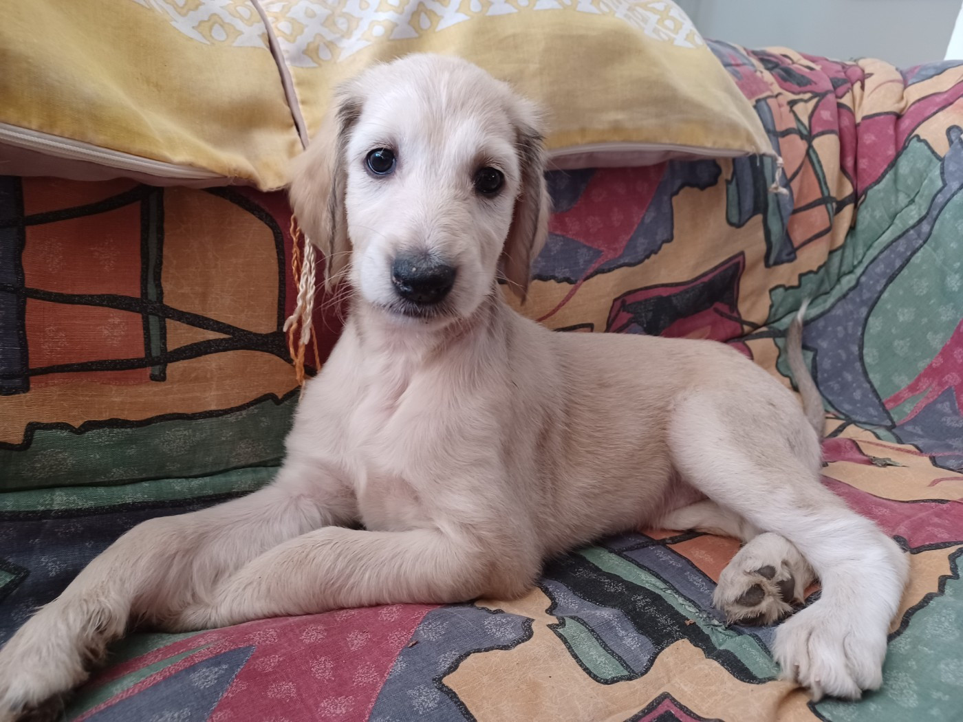 de la chenaie du levant - Chiots disponibles - Levrier afghan