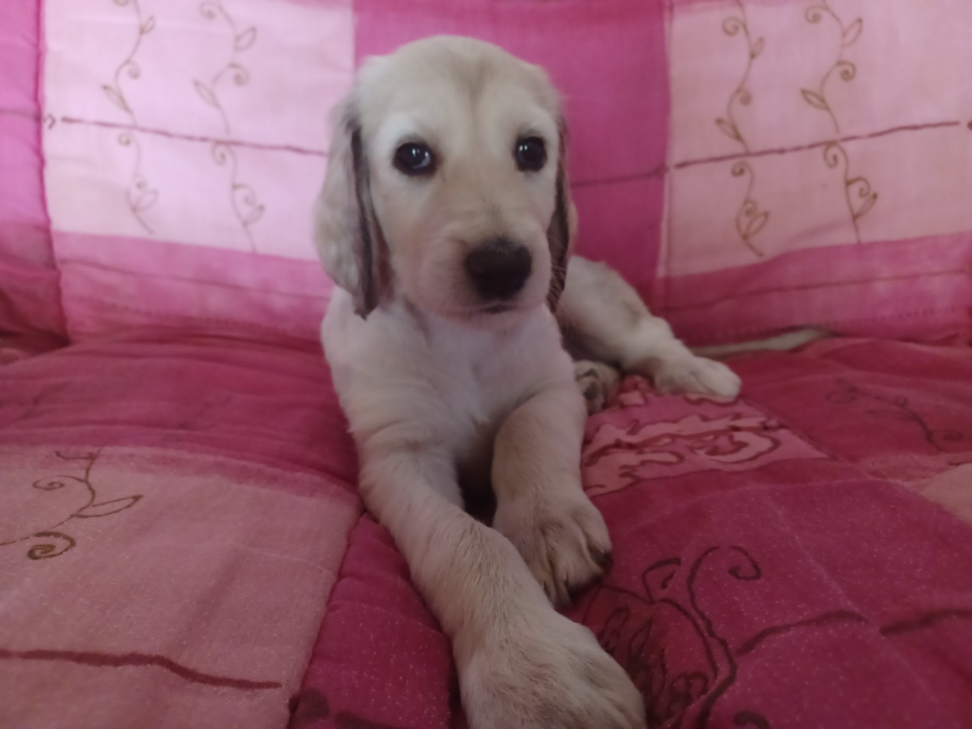 de la chenaie du levant - Chiots disponibles - Levrier afghan