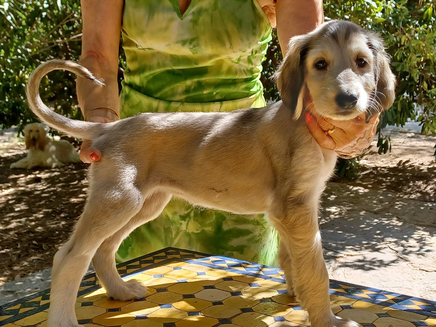de la chenaie du levant - Chiots disponibles - Levrier afghan