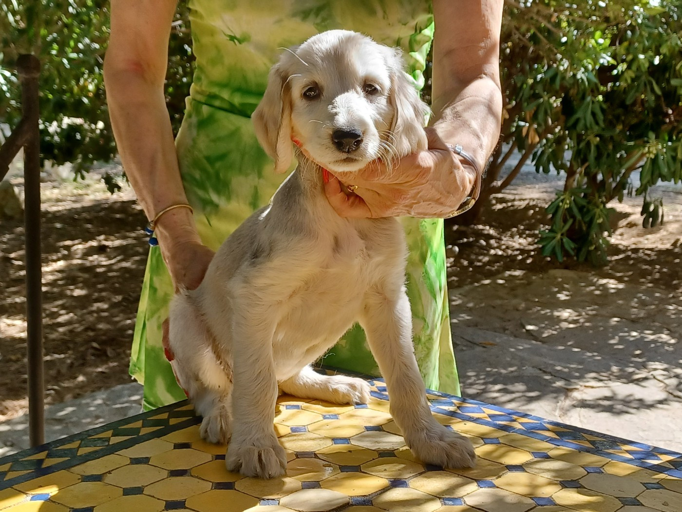 de la chenaie du levant - Chiots disponibles - Levrier afghan
