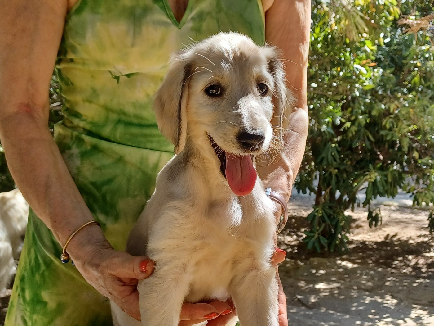 de la chenaie du levant - Chiots disponibles - Levrier afghan