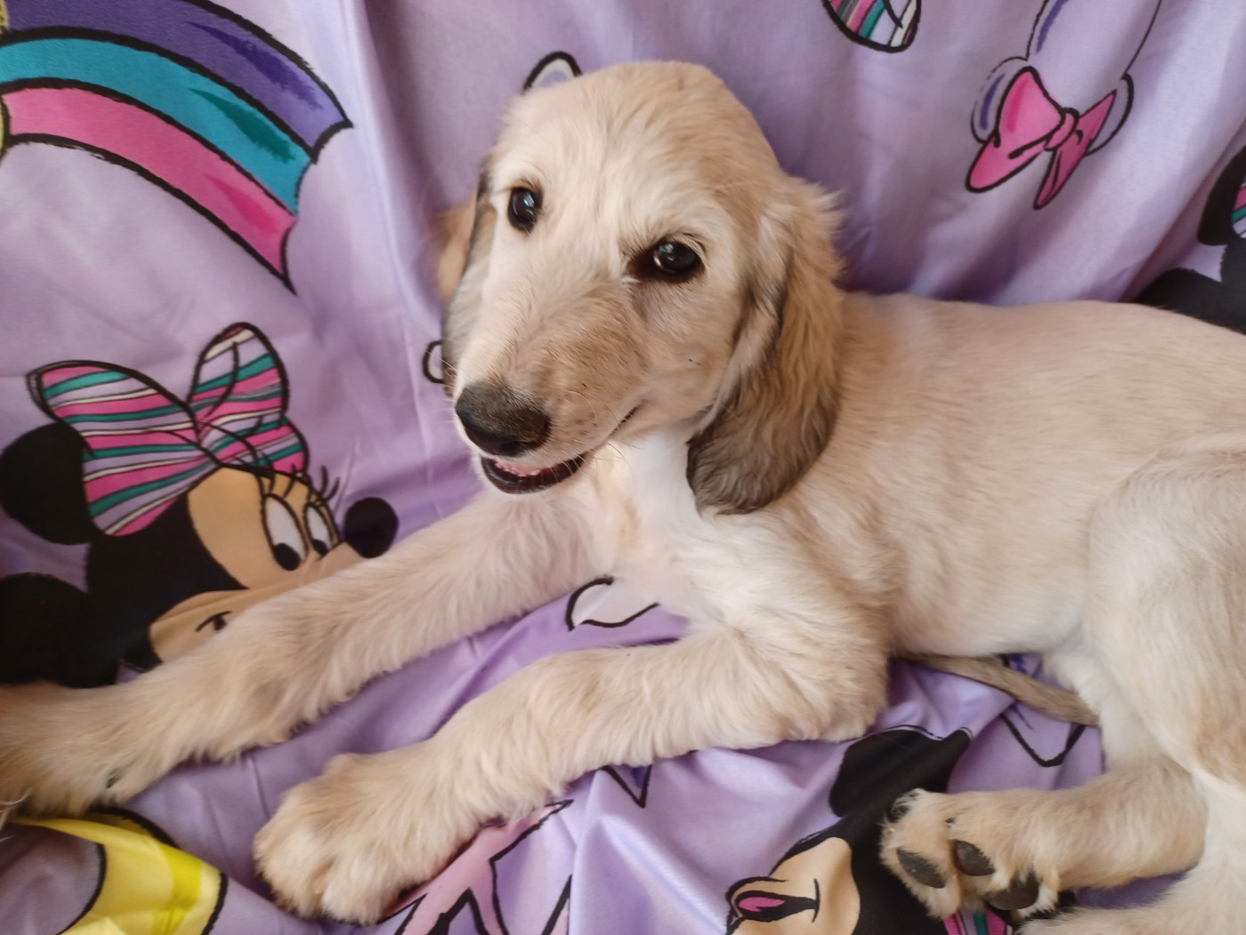 de la chenaie du levant - Chiots disponibles - Levrier afghan