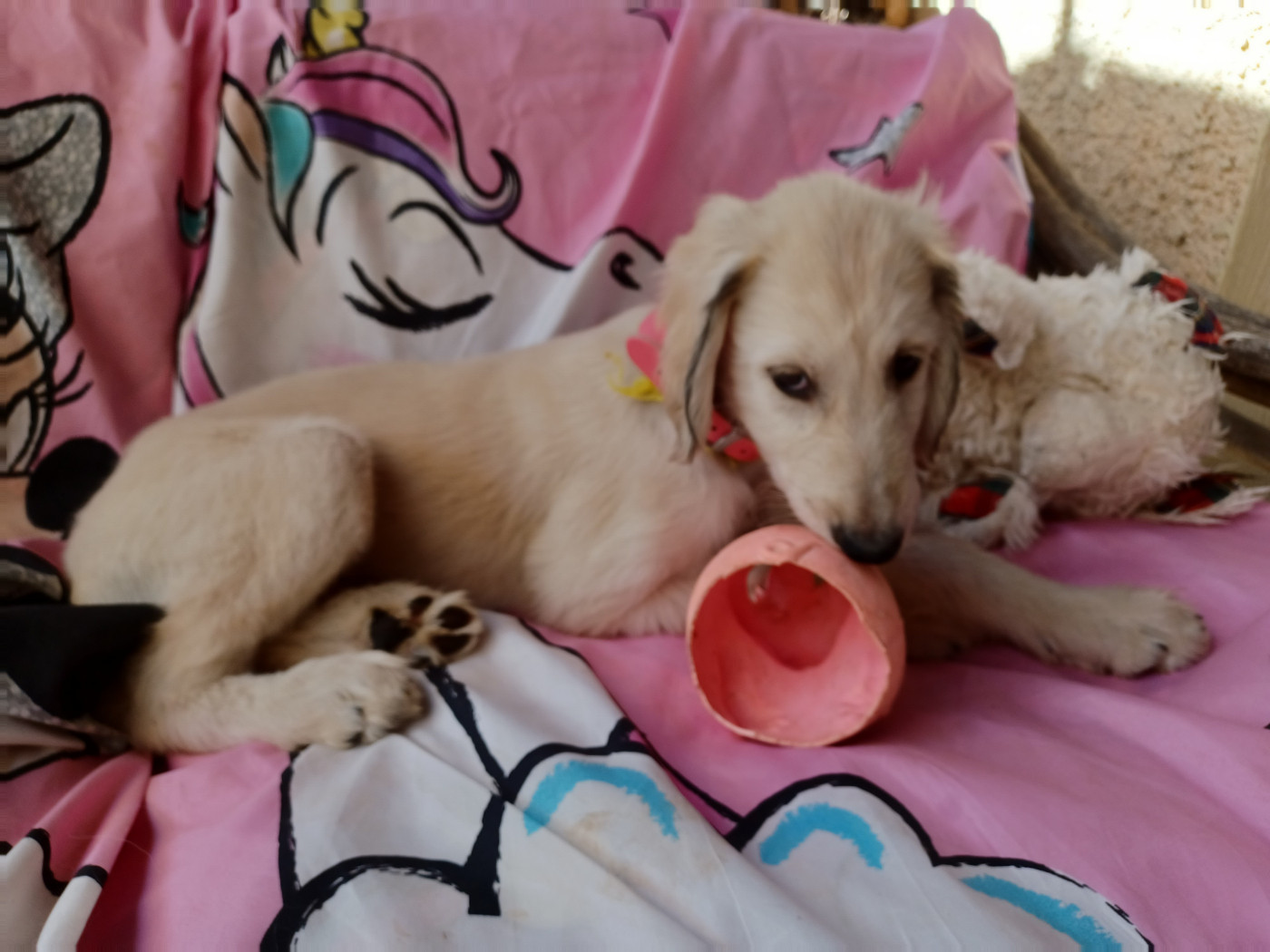 de la chenaie du levant - Chiots disponibles - Levrier afghan