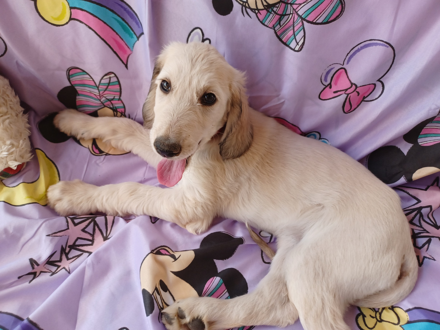 de la chenaie du levant - Chiots disponibles - Levrier afghan