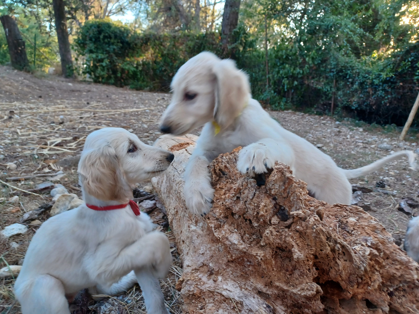 de la chenaie du levant - Chiots disponibles - Levrier afghan