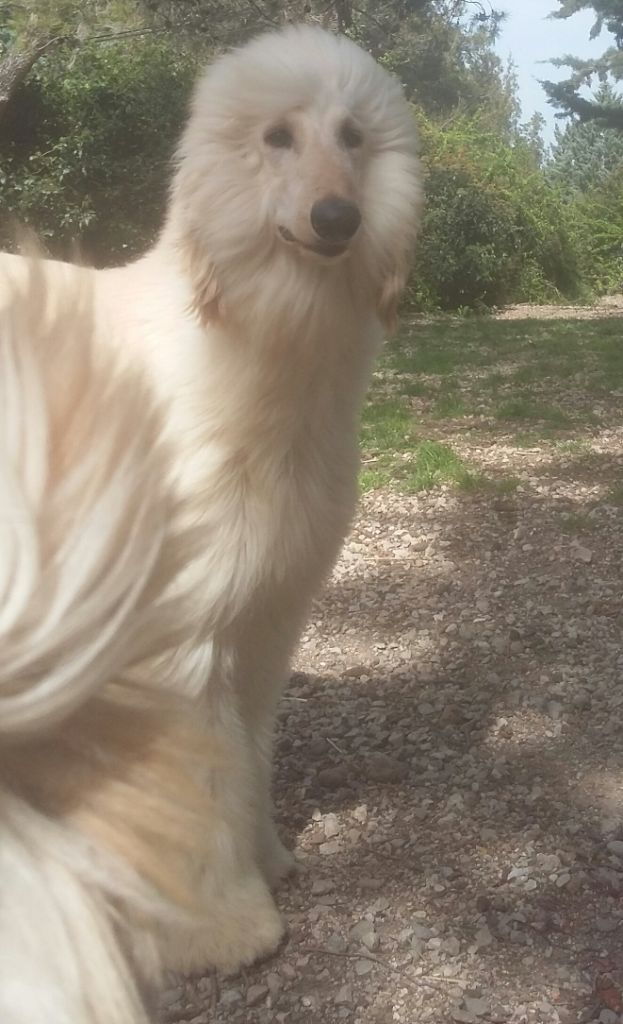 de la chenaie du levant - Chiots disponibles - Levrier afghan
