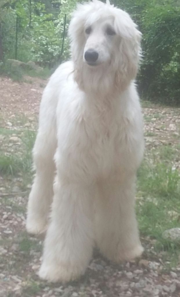 de la chenaie du levant - Chiots disponibles - Levrier afghan