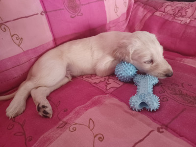 BIJOU