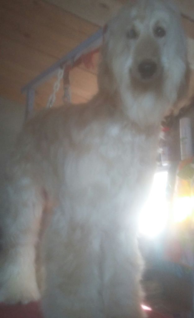 de la chenaie du levant - Chiots disponibles - Levrier afghan